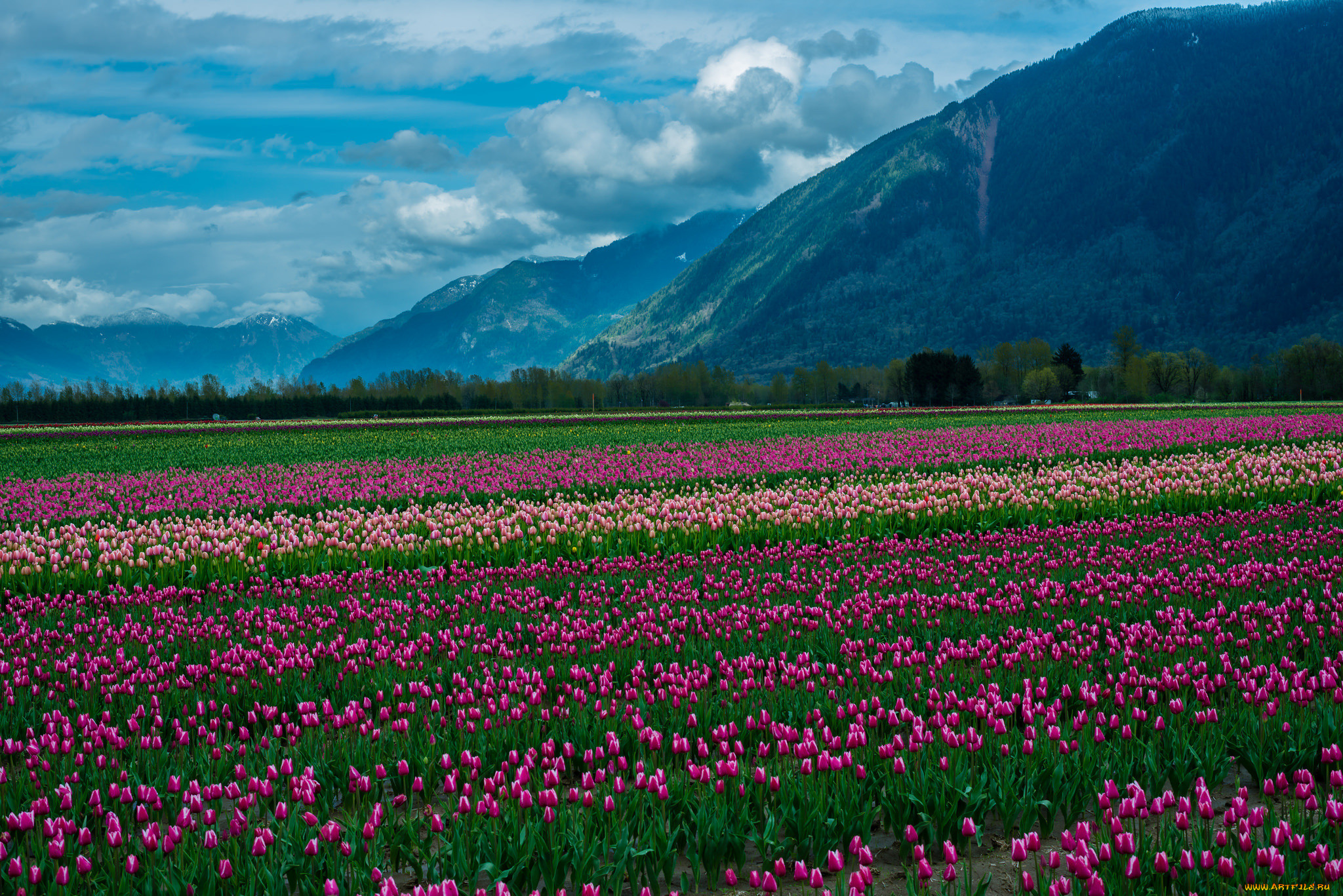 , , , the, field, clouds, snow, , , , nature, landscape, mountain, , , , flowers, tulips